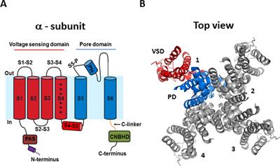 Modulation of hERG K+ Channel Deactivation by Voltage Sensor Relaxation